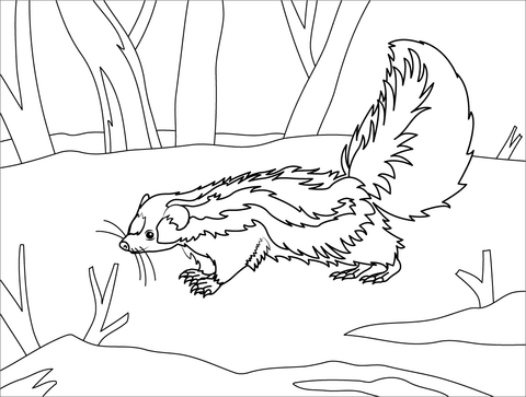 Striped Polecat Coloring Page